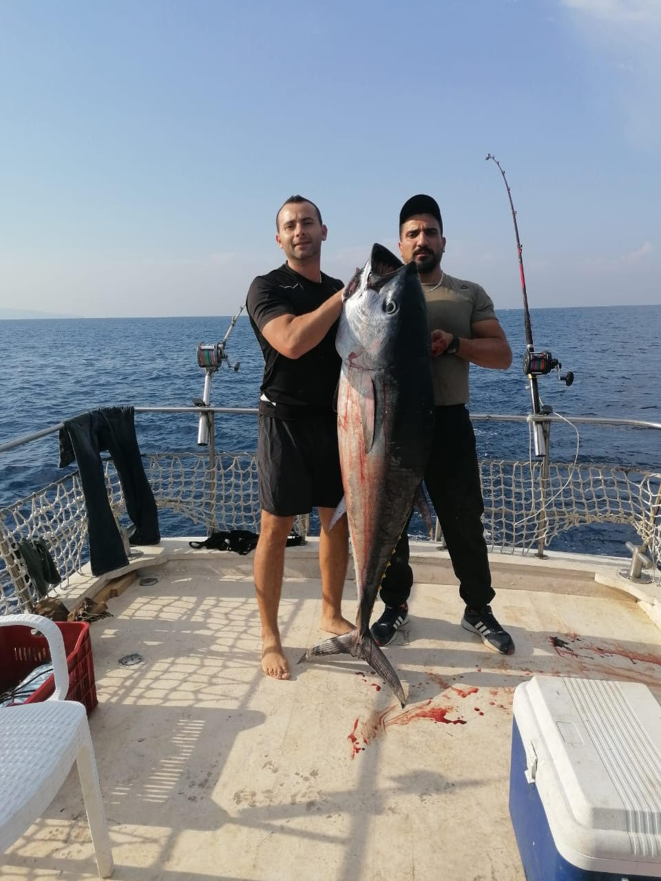 سمكة التونا